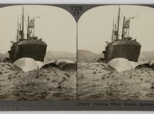 Hvalfangerbåt i Spitsbergen (ca 1910)